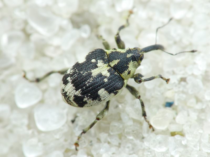 Hadroplontus litura (Fabricius, 1775)